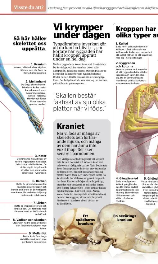  ??  ?? En sexårings kranium Ett spädbarns kranium