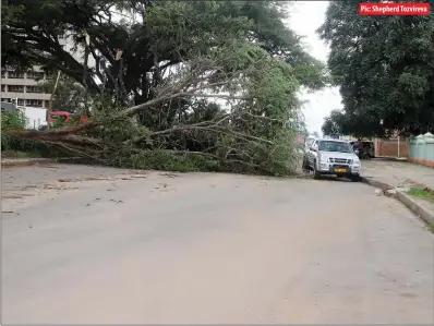  ?? Pic: Shepherd Tozvireva ?? A huge tree fell onto the road, covering much of the Simon Muzenda Road dual carriagewa­y near Dominican Convent School in Harare yesterday