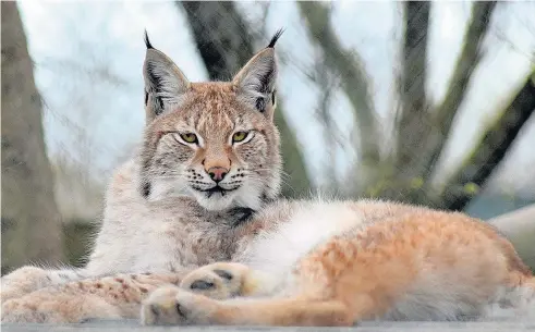  ?? Borth Wild Animal Kingdom ?? > The deaths of two lynx from Borth Wild Animal Kingdom have left the zoo’s former owners grief-stricken