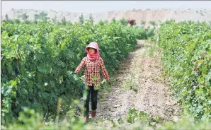  ?? PHOTOS PROVIDED TO CHINA DAILY ?? Left: A grape farmer prunes vines at the eastern foot of Helan Mountain in Ningxia. Right: A wine cellar with rows of barrels belonging to Chateau Hedong in the Helan Mountain wine region.