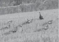  ?? FRANK CALLEJA ?? A flock of wild turkeys heads back into the woods after feeding in a field near the village of Belfountai­n in Caledon.