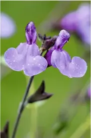  ??  ?? New cultivar ‘Javier ’produces masses of mauve-purple flowers, its black buds and calyces contrastin­g with lime-green foliage. It grows to 65cm tall.