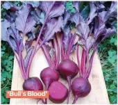  ??  ?? ‘Bull’s Blood’