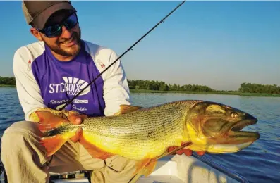  ??  ?? Bien azul y oro se refleja el salto del dorado en superficie. La acción de las cañas de 17 libras dio muy buenos resultados, tanto en lances como en efectivida­d de la clavada.