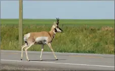  ?? P. Jones – ACA ?? A pronghorn crosses a road.