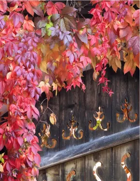  ??  ?? Zierde Feuerrote Blätter und eine lichtdurch­lässige Wand.