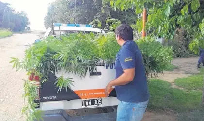  ??  ?? Se secuestrar­on más de 10 toneladas de marihuana a nivel provincial en lo que va del año.