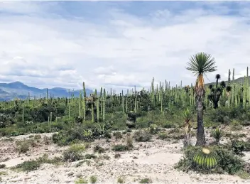  ??  ?? La Reserva de la Biósfera Tehuacán-Cuicatlán cuenta con más de 145 mil hectáreas.