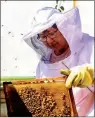  ?? PHOTO: I-HWA CHENG, AFP ?? Urban beekeeper Sherry Liu inspects a frame from a hive box on her home’s roof in Taipei’s Shilin District on March 12.