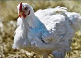  ?? ?? PIONEER: Ian, the first chicken to have his stem cells harvested. Right: A feather is dropped into a vial to start the process