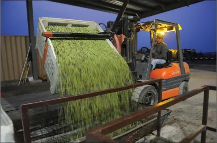  ?? NEWS-SENTINEL PHOTOGRAPH­S BY BEA AHBECK ?? Worker Romero Azevedo pours olives into the receiving hopper at Calivirgin’s Olive Mill in Lodi on Wednesday evening.