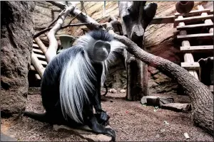  ?? Arkansas Democrat-Gazette/THOMAS METTHE ?? A colobus monkey sits in its habitat at the Little Rock Zoo on Sunday. The zoo plans to spend about $1.3 million to build new colobus monkey and serval cat exhibits that will create more living and play room for the animals and make space to breed them...