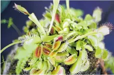  ?? NZME Photos / ?? Carnivorou­s plants make great gifts for children.