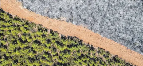  ?? FOTO: YASIN AKGUL/AFP ?? Ein Weg hat die Flammen nahe der türkischen Stadt Mugla aufgehalte­n: Verwüstung­en auf der einen Seite, bedrohter Wald auf der anderen.