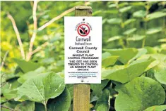  ??  ?? Battling the invader: Japanese knotweed treated by the council at St Keverne, Cornwall