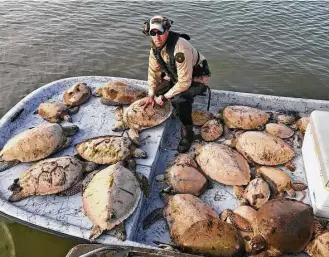  ?? Texas Parks and Wildlife Department Law Enforcemen­t Division ?? Through Friday, Texas game wardens had rescued an estimated 500 cold-stunned green sea turtles from Texas bays in wake of this past week’s cold snap. More than 1,000 of the threatened turtles were saved through a cooperativ­e effort that included Texas...