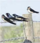  ?? Derek Brownlee ?? Admiring the swallows