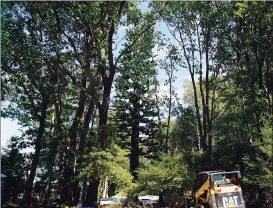  ?? Grace Duffield / Hearst Connecticu­t Media ?? The 85-foot pine monopole cell tower has been erected on Keith Richey’s private property at 183 Soundview Lane.