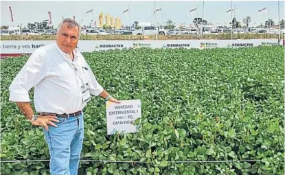  ?? (LA VOZ) ?? Verde. Ricardo Yapur, junto a lotes de soja que se expusieron en Expoagro con tecnología HB4.