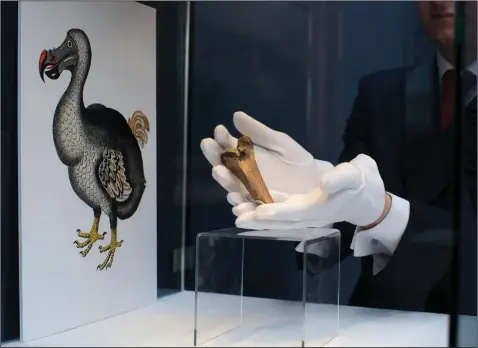  ?? (File Photo/AP/Matt Dunham) ?? A rare fragment of a dodo femur bone is displayed March 27, 2013, next to an image of a member of the extinct bird species at Christie’s auction house’s premises in London. Colossal Bioscience­s has raised an additional $150 million from investors to develop genetic technologi­es that the company claims will help to bring back some extinct species, including the dodo.