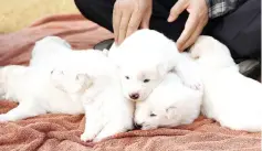  ??  ?? Picture shows six puppies born from a Pungsan-breed dog, gifted to Moon by Kim at his residence in Seoul. — AFP photo