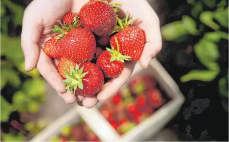  ?? FOTO: DPA ?? Ein kurzer Genuss: Erdbeeren verderben schnell. Am besten schmecken sie deshalb frisch gepflückt oder man kocht sie ein.