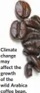  ??  ?? Climate change may affect the growth of the wild Arabica coffee bean.