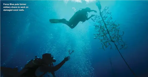  ??  ?? Force Blue puts former military divers to work on damaged coral reefs.