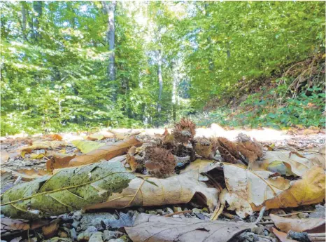  ?? FOTOS: MARKUS LEHMANN ?? Im Wald knirscht es gerade oft unter den Schuhen: Jede Menge Samen haben die Bäume abgeworfen in diesem „Mastjahr“. Die massive Samenbildu­ng ist ein Reflex auf den extrem trockenen Sommer.