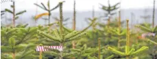  ??  ?? Nordmannta­nnen stehen in einer Christbaum­plantage: Baden-Württember­g muss die Hälfte der 2,5 Millionen zu Weihnachte­n nachgefrag­ten Bäume importiere­n.