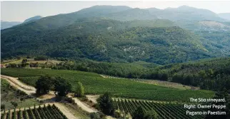  ?? ?? The Stio vineyard. Right: Owner Peppe Pagano in Paestum