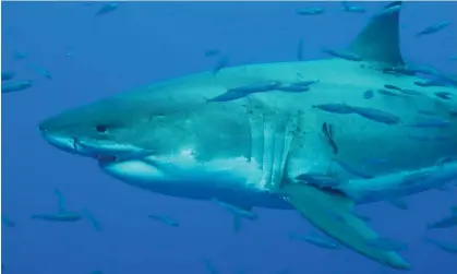  ?? ?? Great white sharks are listed as a vulnerable species – one step before being classed as endangered. Photograph: Cat Gennaro/Getty Images