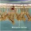  ??  ?? Mosquito larvae