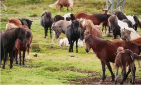  ?? Photograph: Animal Welfare FounA ?? There are about 80,000 horses in Iceland; more than 5,000 are used as ‘blood mares’ to produce PMSG, widely available in the UK and Europe.