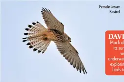  ??  ?? Female Lesser Kestrel