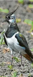  ?? Foto: Patrick Pleul, dpa ?? Unverkennb­ar mit Haube: der Kibitz. Wissenscha­ftlich heißt er „Vanellus va‰ nellus“, doppelt, ja.