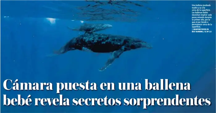  ?? | MONTEREYDI­VER EN BEST RUNNING / CC BY 2.0 ?? Una ballena jorobada madre y su cría cerca de la superficie. Las ballenas bebés necesitan respirar cada pocos minutos durante su primer año, por lo que el par tiende a permanecer cerca de la superficie.