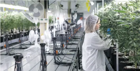  ?? CHRIS YOUNG / THE CANADIAN PRESS FILES ?? The “grow room” at Scientus Pharma, a company focused on medicines based on cannabis, in Whitby, Ont.