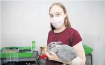  ?? JOHN MCCALL /SOUTH
FLORIDA SUN SENTINEL ?? Dylan Warfel holds a badly injured rabbit, one of many she rescued this month from horrifying living conditions in Florida.