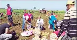  ?? KUNA photos ?? The KRCS distribute­s 200 tons of agricultur­al products to needy Lebanese families and Syrian refugees in Lebanon.