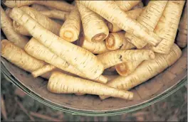  ?? MICHAEL TERCHA — CHICAGO TRIBUNE ?? Despite their current obscurity, there is much to recommend in root vegetables, like these parsnips, from flavor to versatilit­y to nutrition.