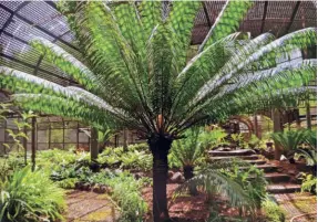  ?? ?? A LIVING FOSSIL , the Cycas, in Rani Bagh’s conservato­ry.