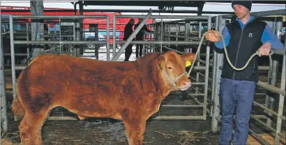  ?? Picture: Kevin McGlynn ?? Champion Limousin calf from Home Farm, Barcaldine, at the Christmas sale at Oban Livestock Centre.