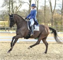  ?? ?? Amy Jack and Graf Hit VH Bloemenhof, by Samba Hit II, win at inter I