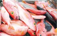  ?? – ONA ?? PRODUCTION INCREASES: The production of artisanal fishing sector is about 99 per cent of the amount of fish catch.