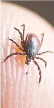  ?? DAN JANISSE FILES ?? Guard against deer ticks that can hide in the shade, wooded areas and long grasses, a conservanc­y group urges.