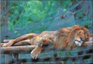  ?? CARLOS JASSO / REUTERS ?? A lion sleeps inside a cage at the Caricuao Zoo in Caracas, Venezuela, on July 12.