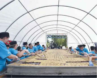  ??  ?? C’est officiel! La mégacroust­ade aux bleuets du Club Richelieu de Tracadie est reconnue comme étant un record mondial. - Archives