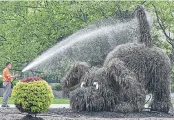  ?? CATHIE COWARD/THE HAMILTON SPECTATOR ?? “Ralph” is the creation of the city of Hamilton's horticultu­ral staff.