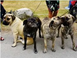  ??  ?? SLÄKTKALAS. Från vänster till höger: Dexter, Zonja, Azka och Selma. Alla släkt och alla tillhörand­e Maria Lundin och hennes vänner.